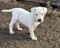 Pick of litter female , a female Dogo Argentino for sale in Munnsville, NY – Photo 3 of 9