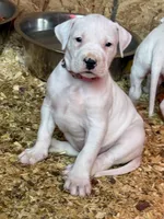 Pick of litter female , a female Dogo Argentino for sale in Munnsville, NY – Photo 4 of 9