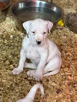 Pick of litter female , a female Dogo Argentino for sale in Munnsville, NY – Photo 5 of 9