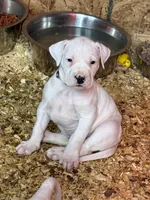 Pick of litter female , a female Dogo Argentino for sale in Munnsville, NY – Photo 9 of 9