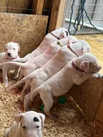 Purple pink collar female , a female Dogo Argentino for sale in Munnsville, NY – Photo 4 of 6