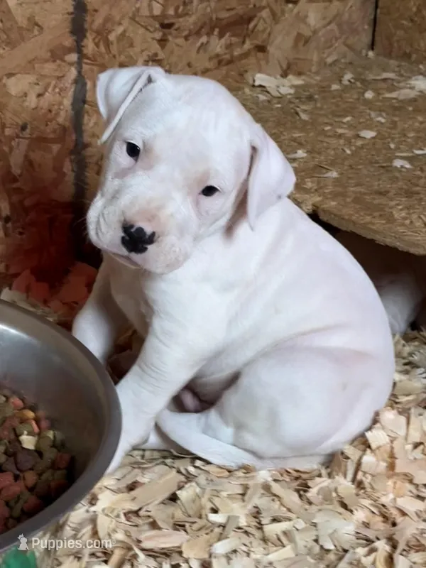 Purple pink collar female  – Dogo Argentino puppy for sale in Munnsville, NY