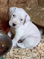 Purple pink collar female , a female Dogo Argentino for sale in Munnsville, NY – Photo 1 of 6