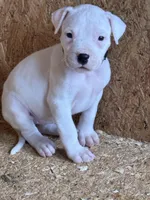 Black collar female, a female Dogo Argentino for sale in Munnsville, NY – Photo 2 of 5