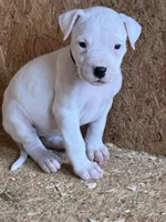 Black collar female, a female Dogo Argentino for sale in Munnsville, NY – Photo 3 of 5