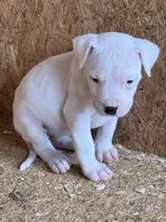Black collar female, a female Dogo Argentino for sale in Munnsville, NY – Photo 1 of 5