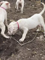 Neon pink collar female, a female Dogo Argentino for sale in Munnsville, NY – Photo 6 of 8