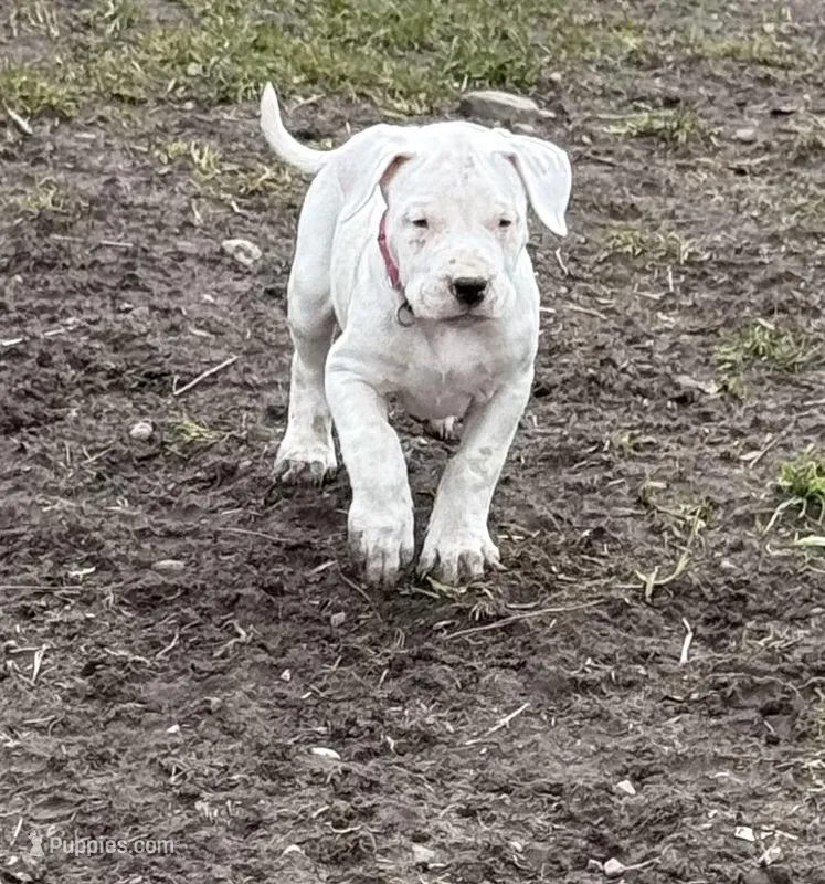Neon pink collar female – Dogo Argentino puppy for sale in Munnsville, NY