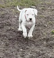 Neon pink collar female, a female Dogo Argentino for sale in Munnsville, NY – Photo 1 of 8