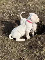 Neon pink collar female, a female Dogo Argentino for sale in Munnsville, NY – Photo 2 of 8