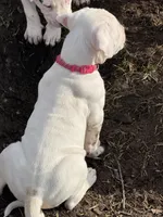 Neon pink collar female, a female Dogo Argentino for sale in Munnsville, NY – Photo 3 of 8