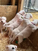 Neon pink collar female, a female Dogo Argentino for sale in Munnsville, NY – Photo 5 of 8