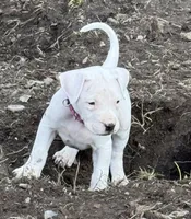 Maroon collar female , a female Dogo Argentino for sale in Munnsville, NY – Photo 1 of 5