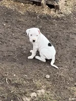 Maroon collar female , a female Dogo Argentino for sale in Munnsville, NY – Photo 2 of 5