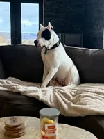 Maroon collar female , a female Dogo Argentino for sale in Munnsville, NY – Photo 5 of 5