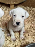 Maroon collar female , a female Dogo Argentino for sale in Munnsville, NY – Photo 4 of 5