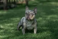 Gary Callahan, a male French Bulldog for sale in Greensburg, KS – 6 of 10