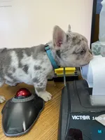 Josie, a female French Bulldog for sale in Greensburg, KS – 6 of 10