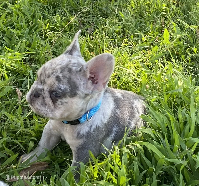 Josie – French Bulldog puppy for sale in Greensburg, KS