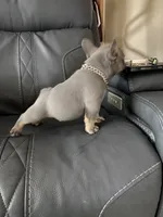 Charlie, a female French Bulldog for sale in Greensburg, KS – 7 of 10