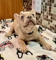 Bad B**ch Betty, a female French Bulldog for sale in Greensburg, KS – 2 of 9
