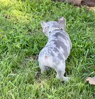 Bugsy, a male French Bulldog for sale in Greensburg, KS – 8 of 10