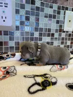 Charlie, a female French Bulldog for sale in Greensburg, KS – 3 of 6