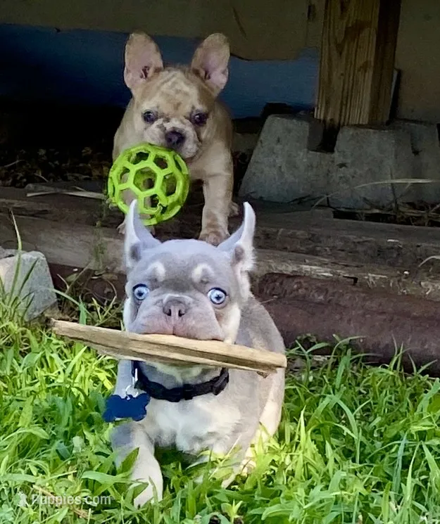 DEUCE – French Bulldog puppy for sale in Greensburg, KS