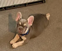 Charlie, a female French Bulldog for sale in Greensburg, KS – 4 of 10