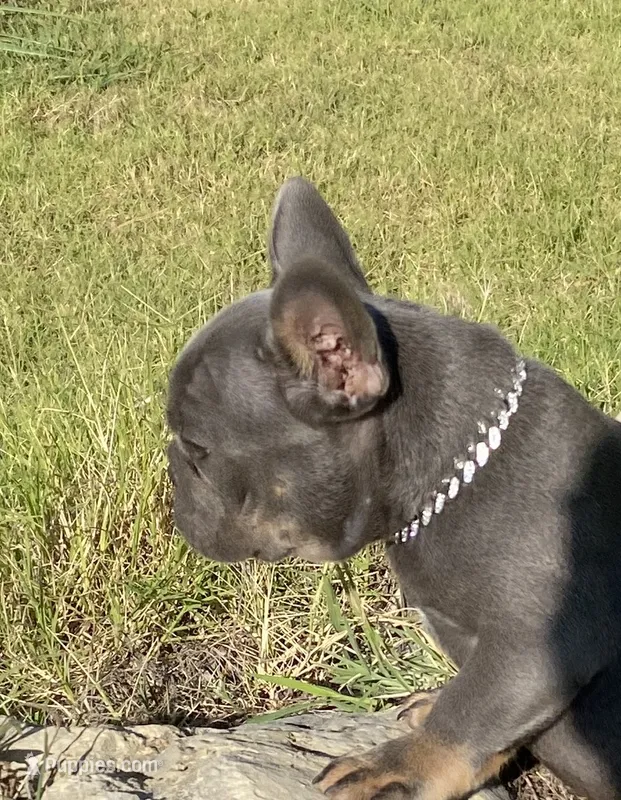 Gary Callahan – French Bulldog puppy for sale in Greensburg, KS