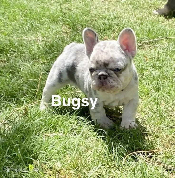 Bugsy – French Bulldog puppy for sale in Greensburg, KS