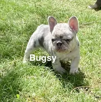 Bugsy, a male French Bulldog for sale in Greensburg, KS – 2 of 10