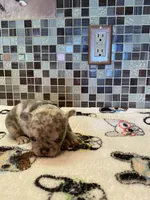 Josie, a female French Bulldog for sale in Greensburg, KS – 3 of 5