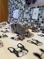 Charlie, a female French Bulldog for sale in Greensburg, KS – 4 of 6