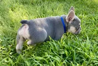 DICE-SOLD, a male French Bulldog for sale in Greensburg, KS – 5 of 10
