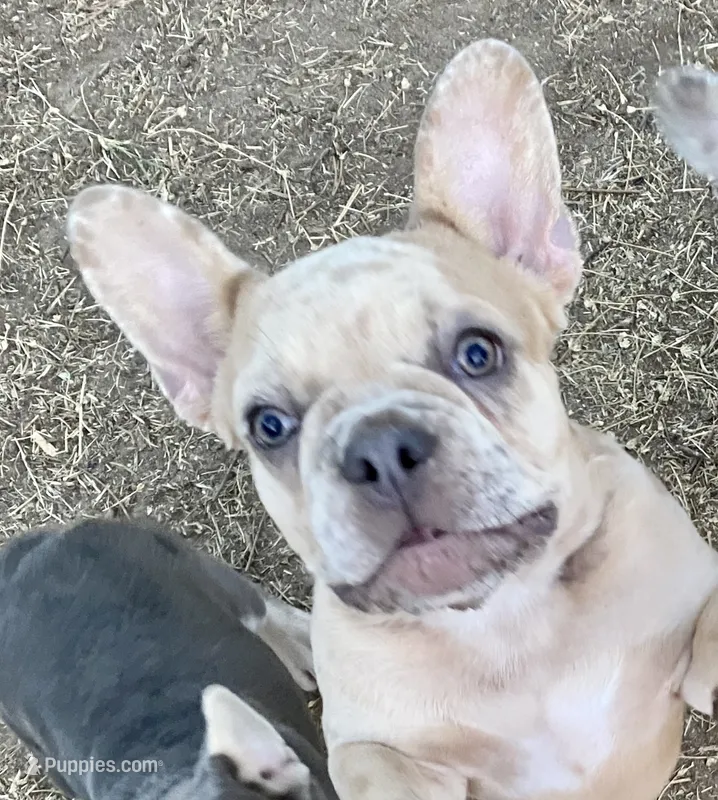 Bad B**ch Betty – French Bulldog puppy for sale in Greensburg, KS
