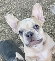 Bad B**ch Betty, a female French Bulldog for sale in Greensburg, KS – 1 of 9