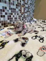 Belle, a female French Bulldog for sale in Greensburg, KS – 4 of 6
