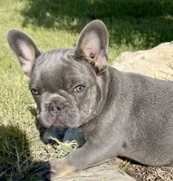 Gary Callahan, a male French Bulldog for sale in Greensburg, KS – 2 of 10