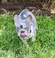 BAILEY, a female French Bulldog for sale in Greensburg, KS – 2 of 10