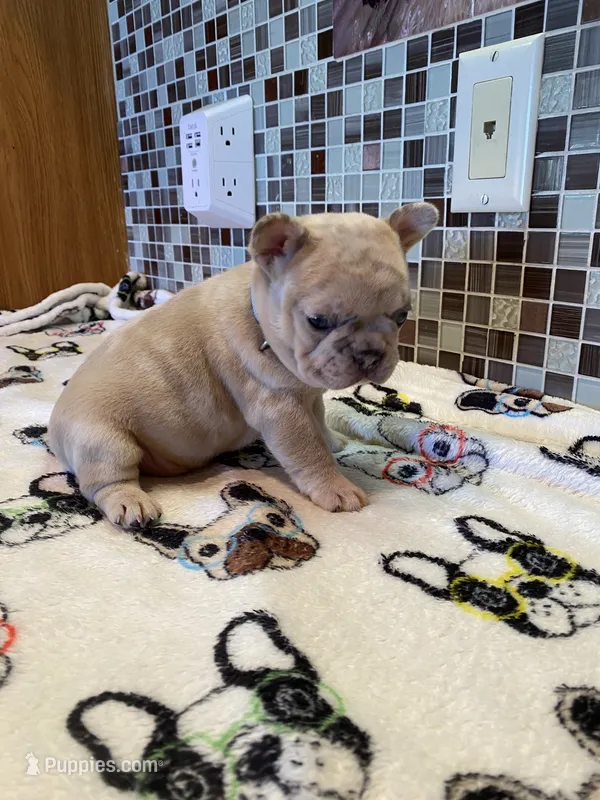 Bad B**ch Betty – French Bulldog puppy for sale in Greensburg, KS