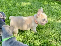 Bad B**ch Betty, a female French Bulldog for sale in Greensburg, KS – 6 of 9
