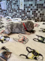 Bugsy, a male French Bulldog for sale in Greensburg, KS – 3 of 7