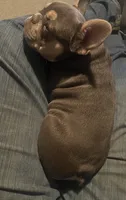 Charlie, a female French Bulldog for sale in Greensburg, KS – 9 of 9