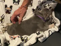 Charlie, a female French Bulldog for sale in Greensburg, KS – 10 of 10