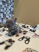 Gary Callahan, a male French Bulldog for sale in Greensburg, KS – 6 of 6