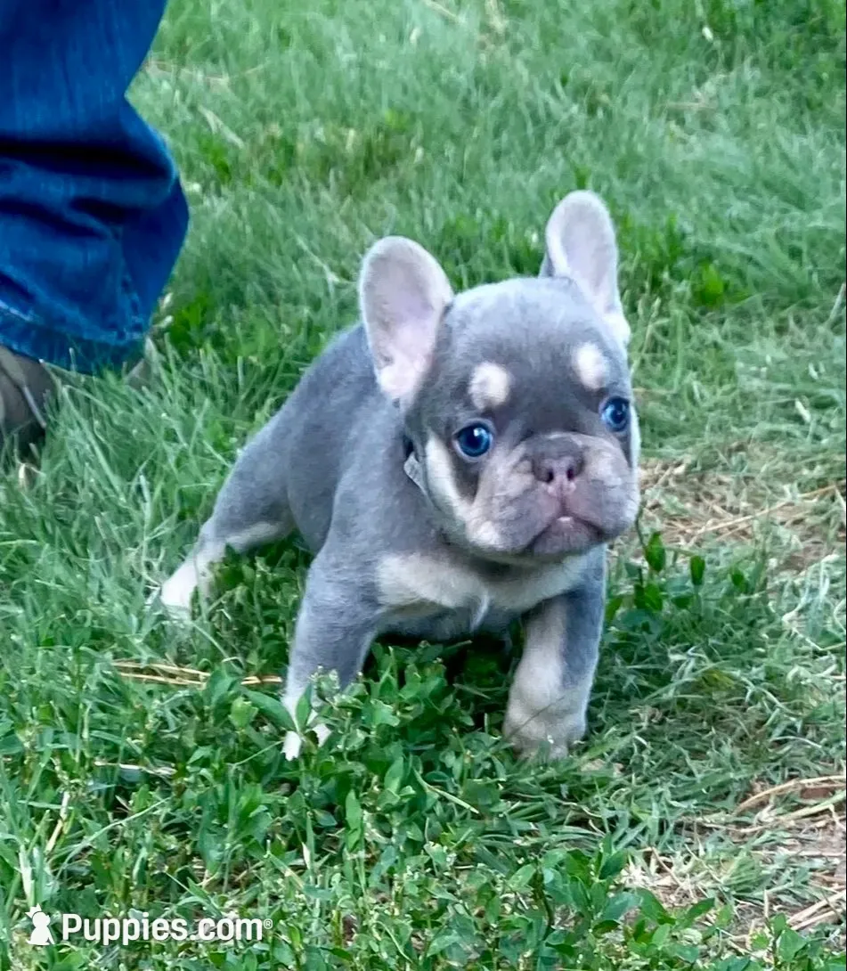 Charlie, a female French Bulldog for sale in Greensburg, KS – 6 of 10