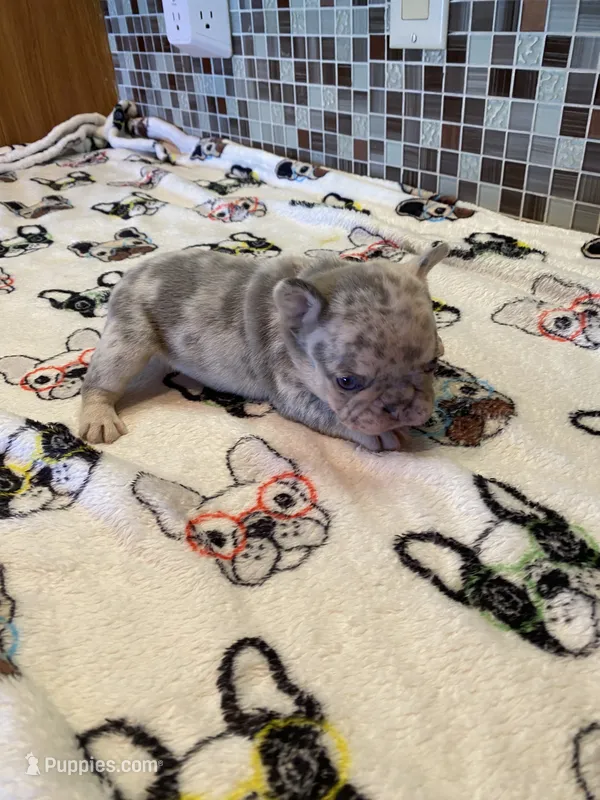 Bugsy – French Bulldog puppy for sale in Greensburg, KS