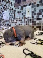 Ace, a male French Bulldog for sale in Greensburg, KS – 2 of 5