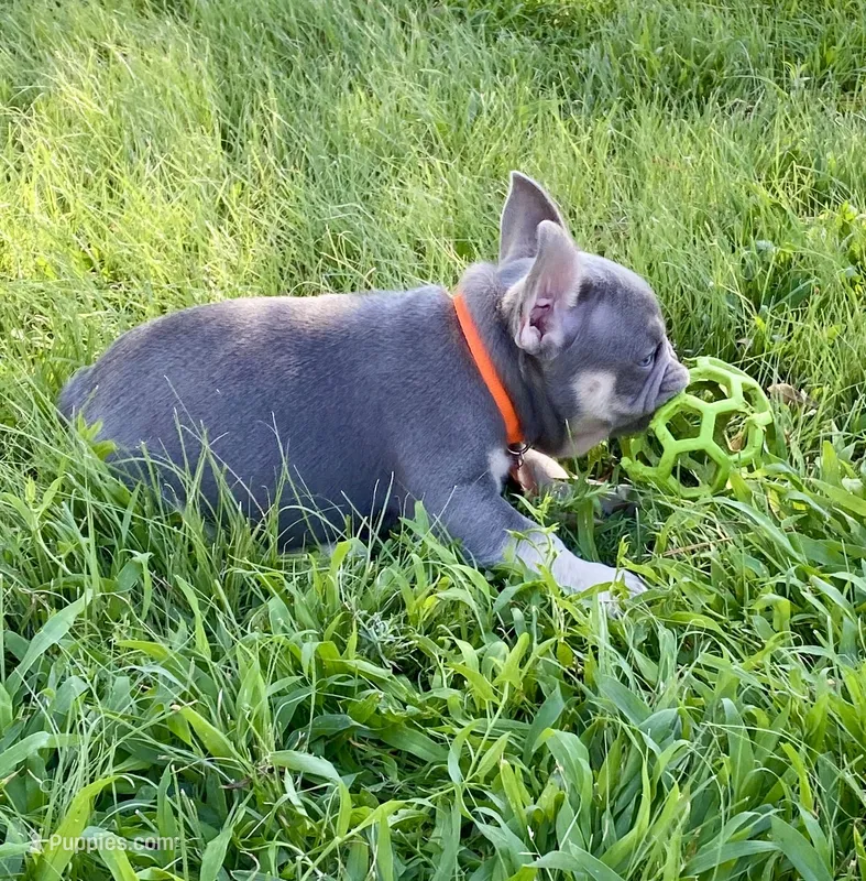 Ace – French Bulldog puppy for sale in Greensburg, KS